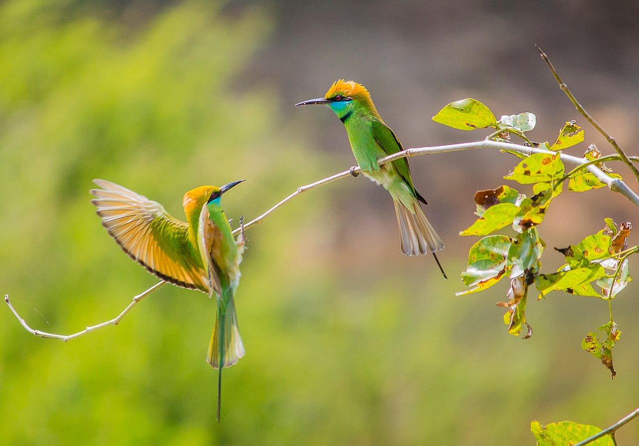 새싹보리 분말 효능 및 유기농 인증 확인 후 안전하게 먹는 법