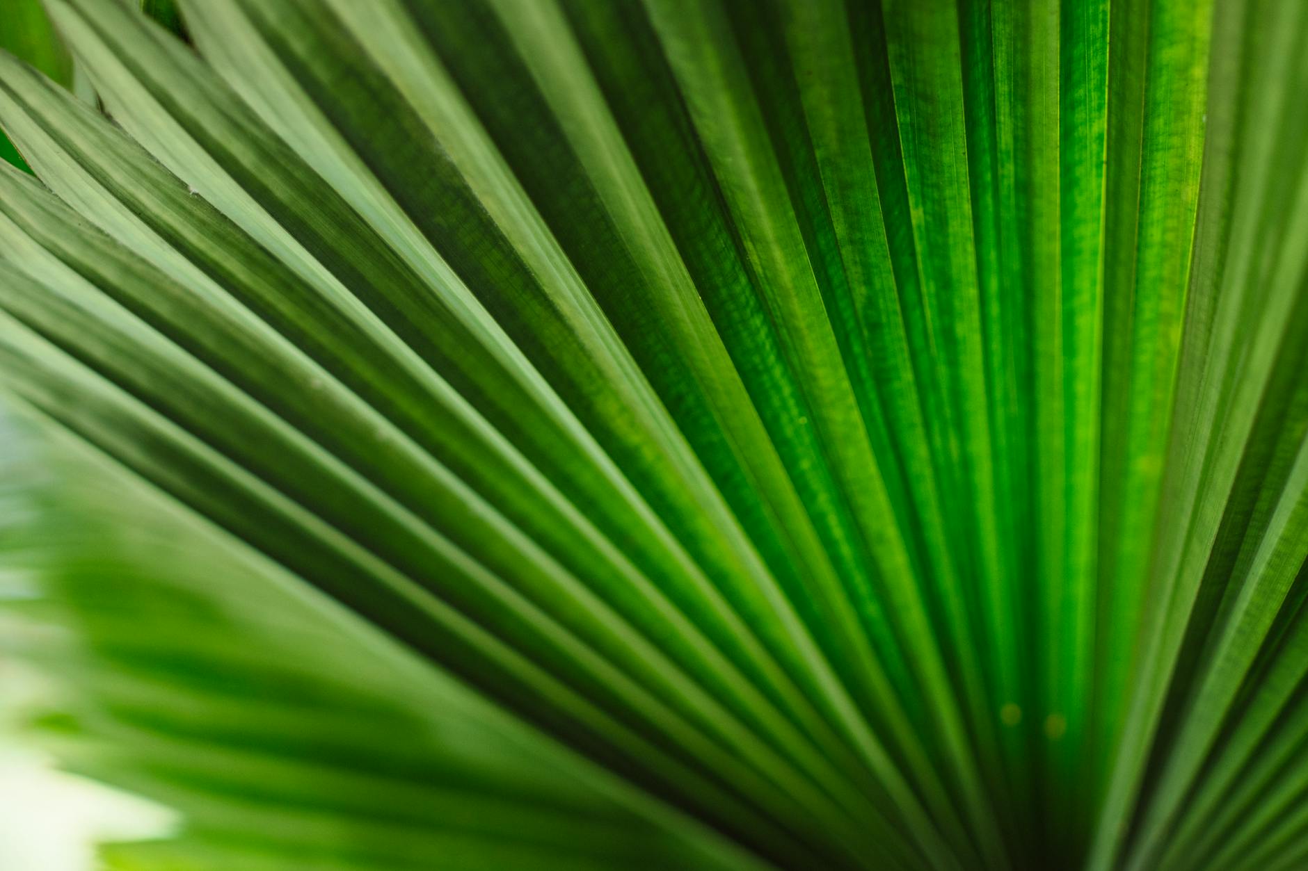 전립선 건강 쏘팔메토 vs 옥타코사놀 성분 차이 및 선택 가이드