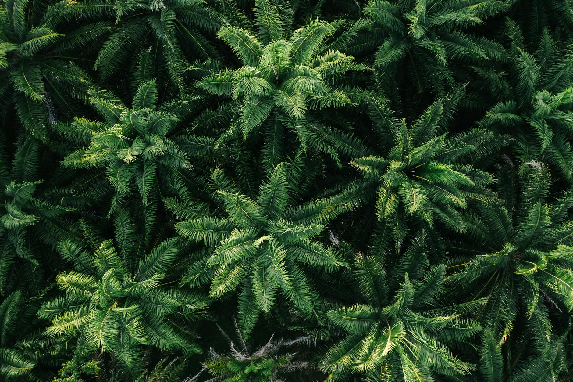 전립선 건강 쏘팔메토 vs 옥타코사놀 성분 차이 및 선택 가이드