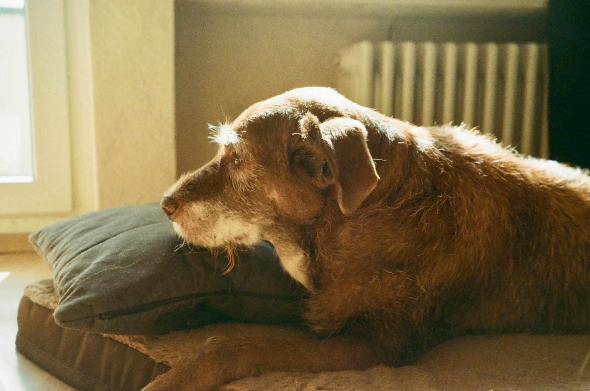 편백나무 베개 경추 지지 효과 및 숙면을 위한 베개 높이 조절