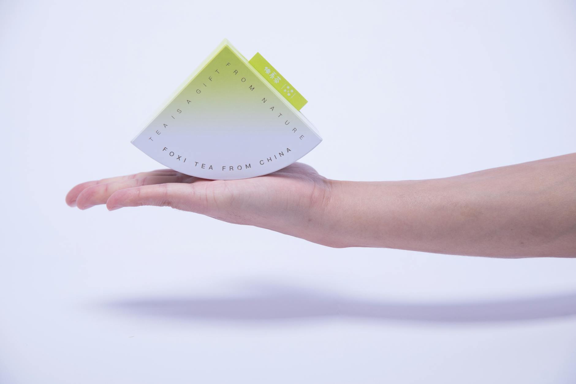 보이차 추출물 내장지방 분해 효과 및 가루 vs 티백 비교 매뉴얼