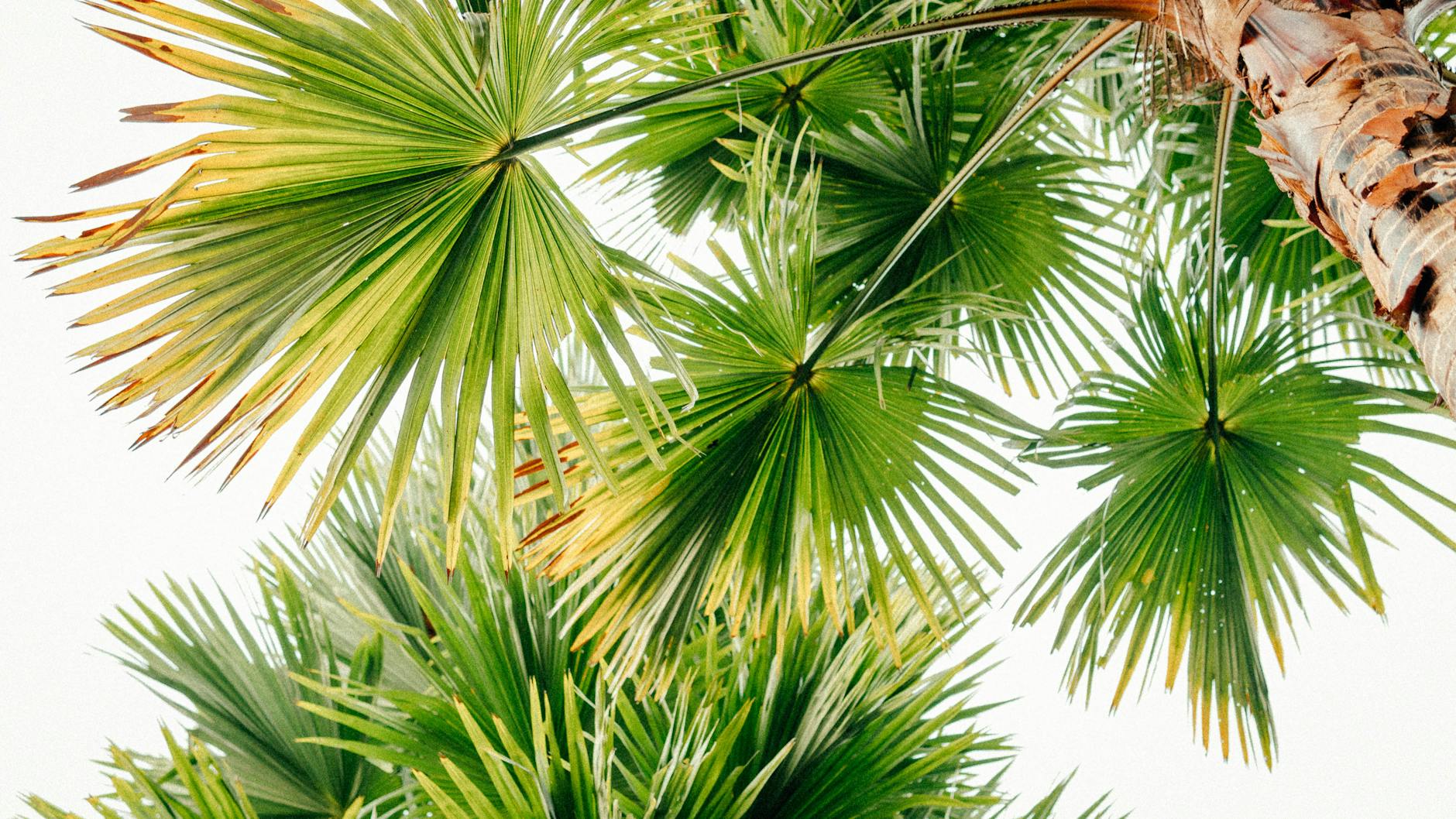 전립선 건강 쏘팔메토 vs 옥타코사놀 성분 차이 및 선택 가이드