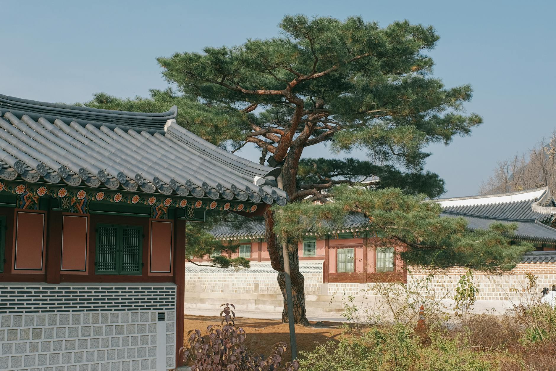 팔팔정 구구정 지속시간 및 강직도 차이 비교